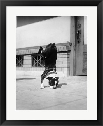 Framed 1930s Boston Terrier Performing Trick Print