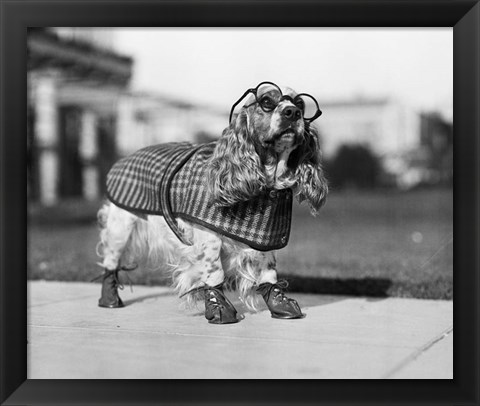 Framed 1930s Cocker Spaniel Wearing Glasses Print