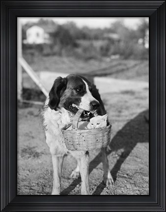 Framed 1930s Dog Holding Cat Print
