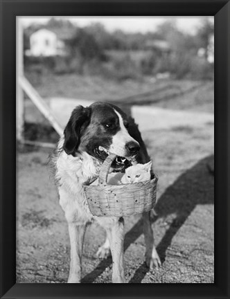 Framed 1930s Dog Holding Cat Print