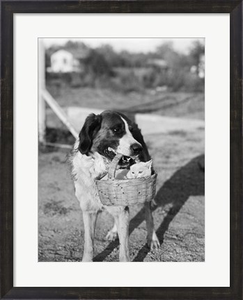 Framed 1930s Dog Holding Cat Print