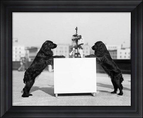 Framed 1930s Two Black Cocker Spaniels Standing Print