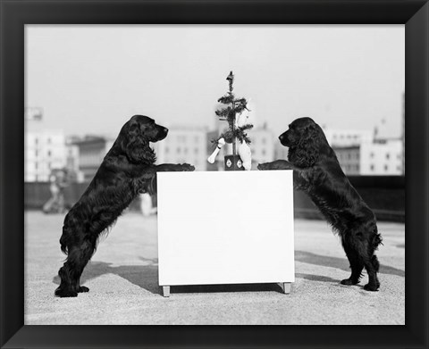 Framed 1930s Two Black Cocker Spaniels Standing Print