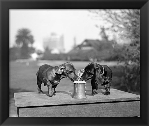 Framed 1890S Two Dachshund Puppies Print