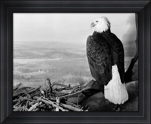 Framed Museum Setting View Of Bald Eagle Print