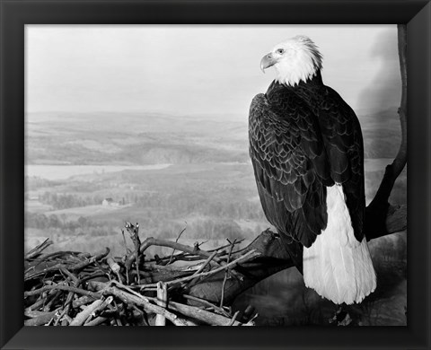 Framed Museum Setting View Of Bald Eagle Print