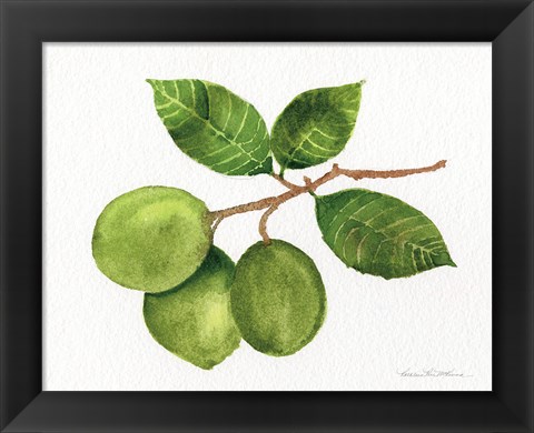 Framed Citrus Garden II Print