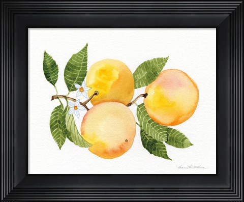 Framed Citrus Garden III Print