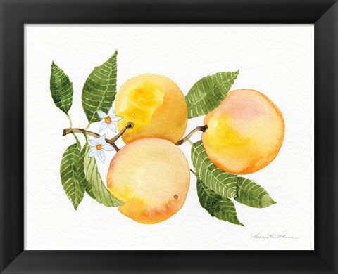 Framed Citrus Garden III Print