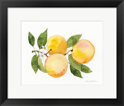 Framed Citrus Garden III Print