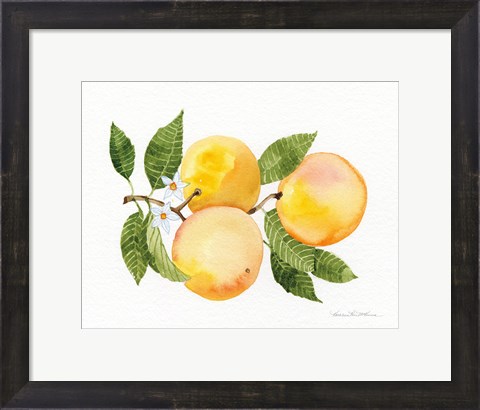 Framed Citrus Garden III Print