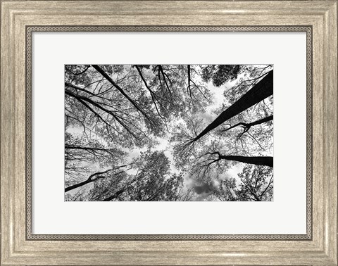 Framed Looking Up I BW Print