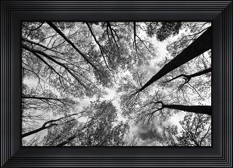 Framed Looking Up I BW Print