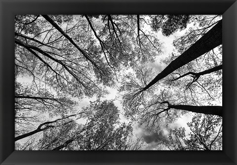 Framed Looking Up I BW Print