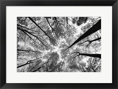 Framed Looking Up I BW Print