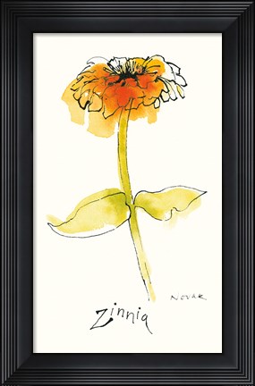 Framed Zinnia III Print