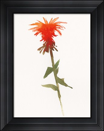 Framed Salmon Monarda II Print