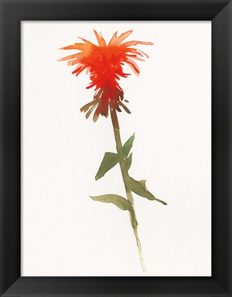 Framed Salmon Monarda II Print