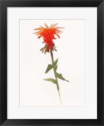 Framed Salmon Monarda II Print