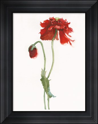 Framed Red Somniferum Print