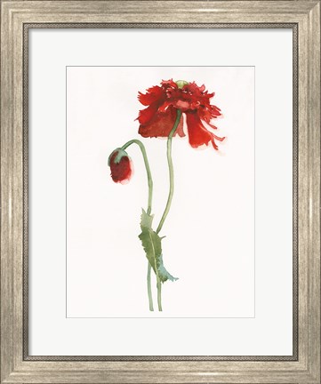 Framed Red Somniferum Print