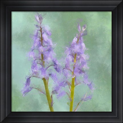 Framed Blue Bells Print