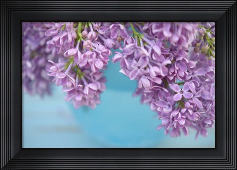 Framed Lilacs in Blue Vase V Print