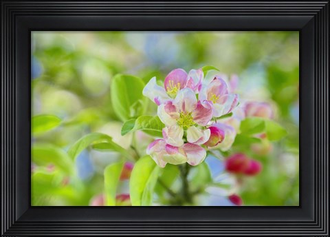 Framed Apple Blossom Print