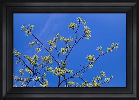 Framed Maple Flowers Print