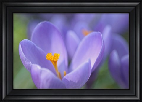 Framed Purple Crocus Print