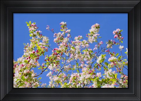 Framed Spring Apple Blossom Print