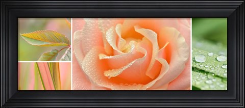 Framed Apricot Garden Print