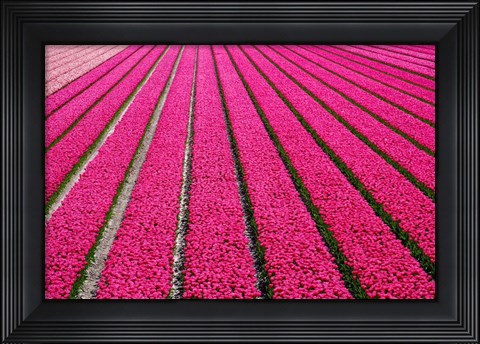 Framed Tulip Field Hot Pink Print