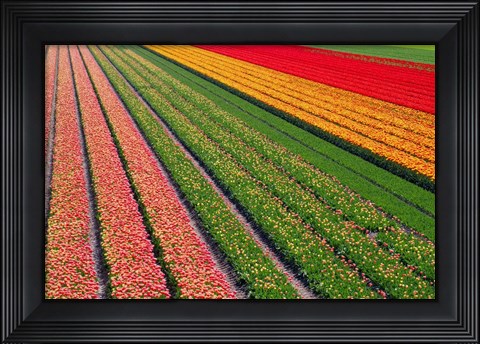 Framed Tulip Field In Orang, Red And Green Print