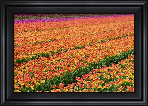 Framed Tulip Field Orange Print