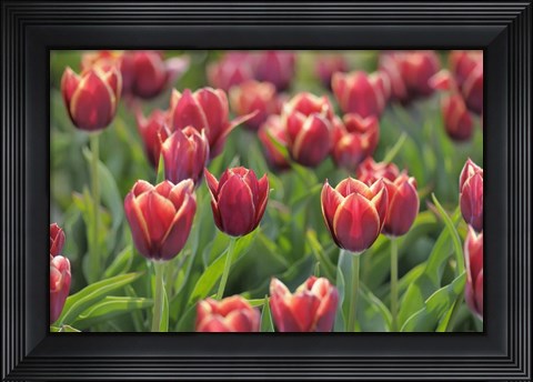 Framed Tulip Field Papillon Print