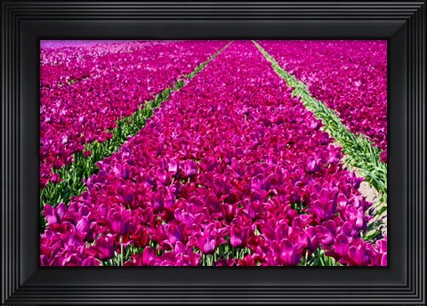 Framed Tulip Field Red Violet Print