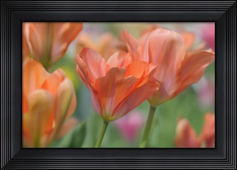 Framed Tulip Flower Orange Wings Print