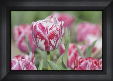 Framed Tulip Rembrandt-Spaendonck Print
