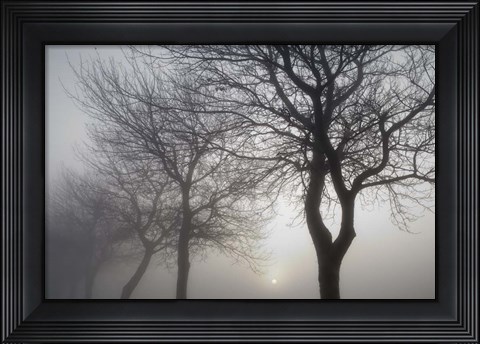 Framed Hazy Dawn with Tree Tree Silhouettes B&amp;W Print