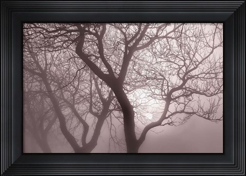 Framed Hazy Dawn with Tree Tree Silhouettes Print