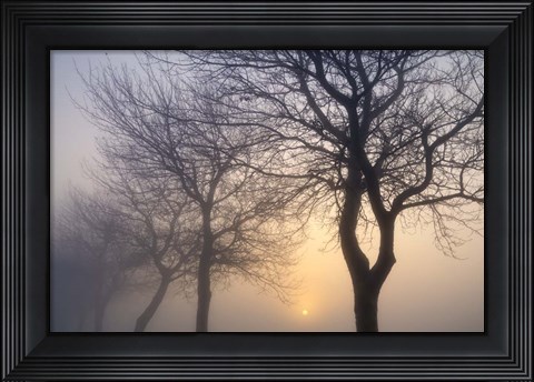 Framed Hazy Sunrise with Tree Tree Silhouettes Print