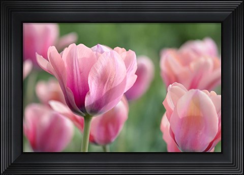 Framed Pink Tulips Print
