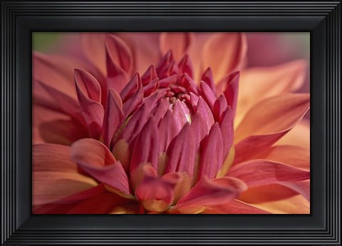 Framed Red Dahlia Print