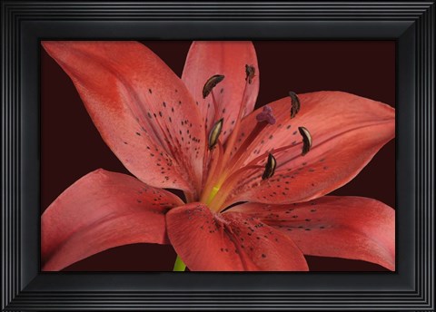 Framed Red Lily Print