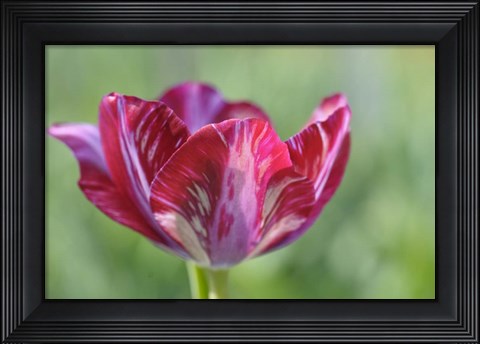 Framed Ruby Rembrandt Tulip Print