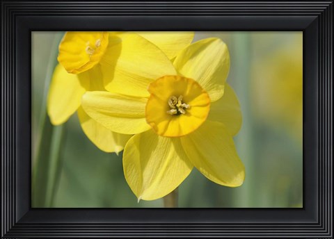 Framed Yellow Daffodils Print