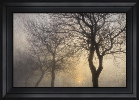 Framed Mystic Trees with Owl Print