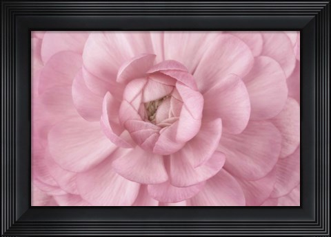 Framed Pink Flower Petals Print