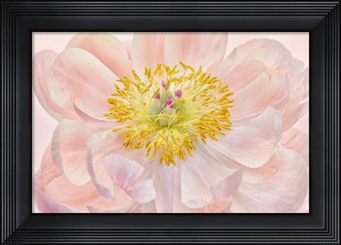 Framed Salmon Pink Peony Print